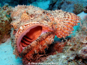 Don't eat me!!! Scorpionfish, 35 m depth by Elena May Izyumskaya 